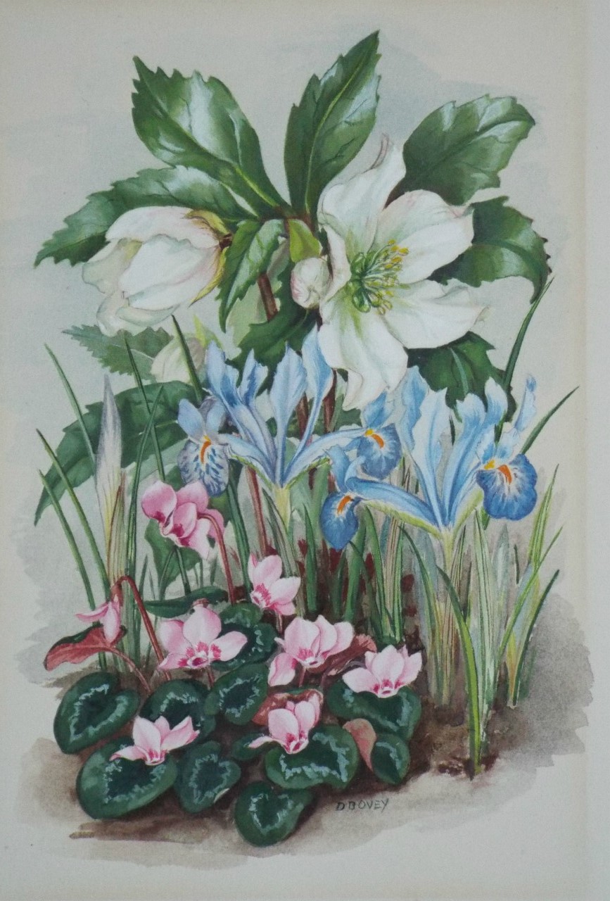 Watercolour - Anemones, Irises & Cyclamens