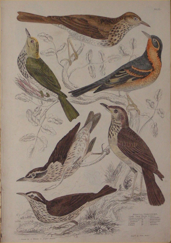 Print - 030 Mercula, Thrushes - Milne