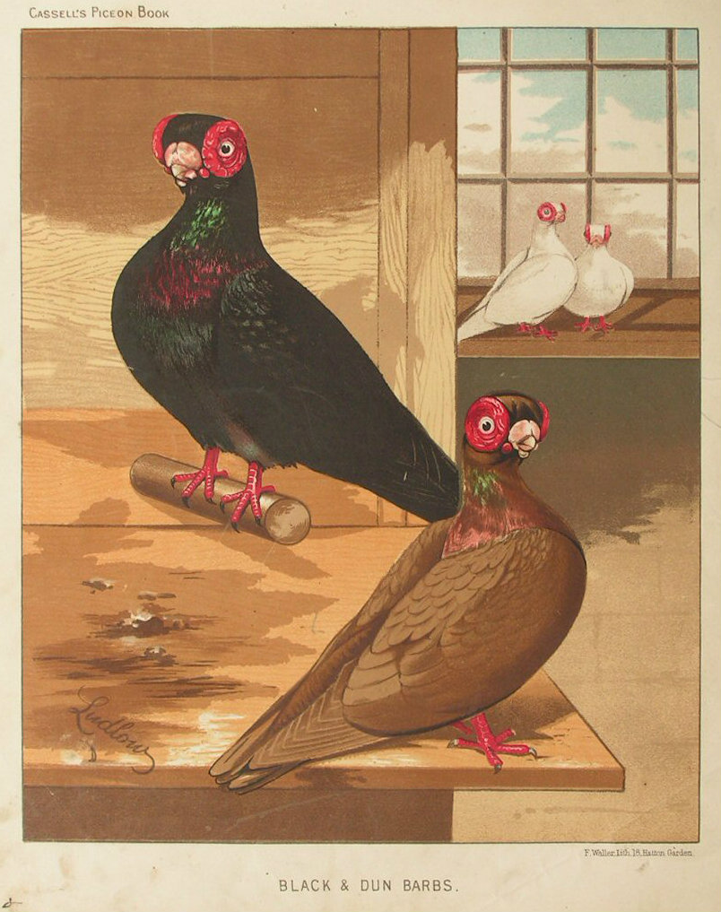 Chromolithograph - Black & Dun Barbs