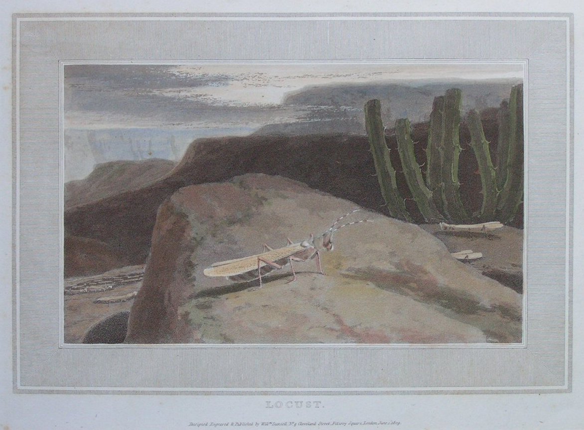 Aquatint - Locust - Daniell
