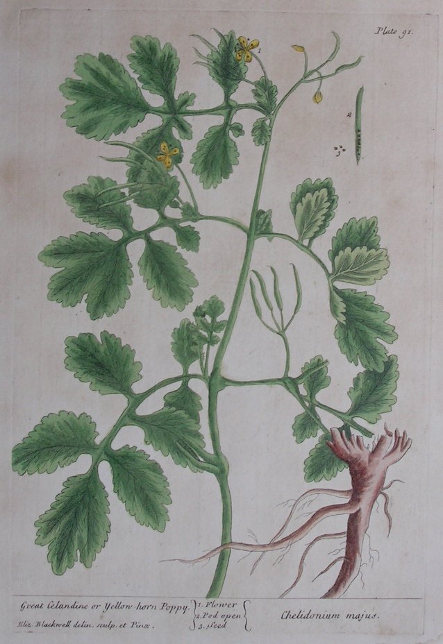 Print - Great Celandine or Yellow Horn Poppy - Blackwell