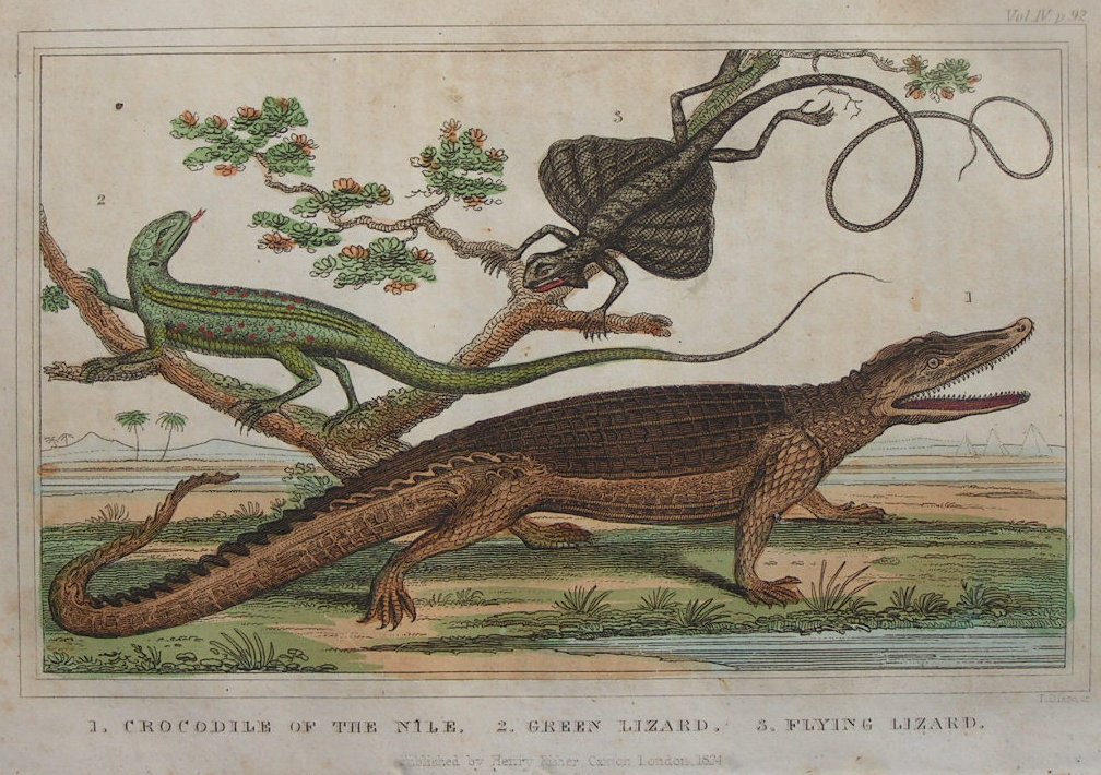 Print - 1. Crocodile of the Nile. 2. Green Lizard. 3. Flying Lizard - Dixon