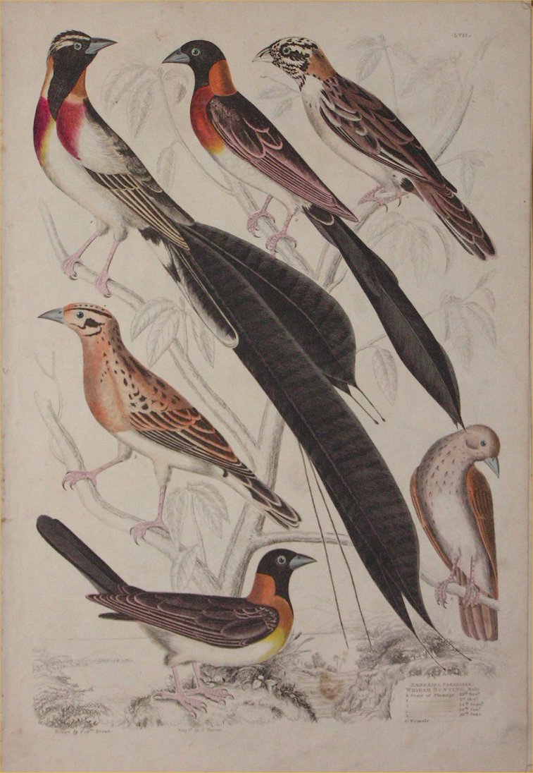 Print - 017 Emberiza, Paradisea. Whidah Bunting - Milne