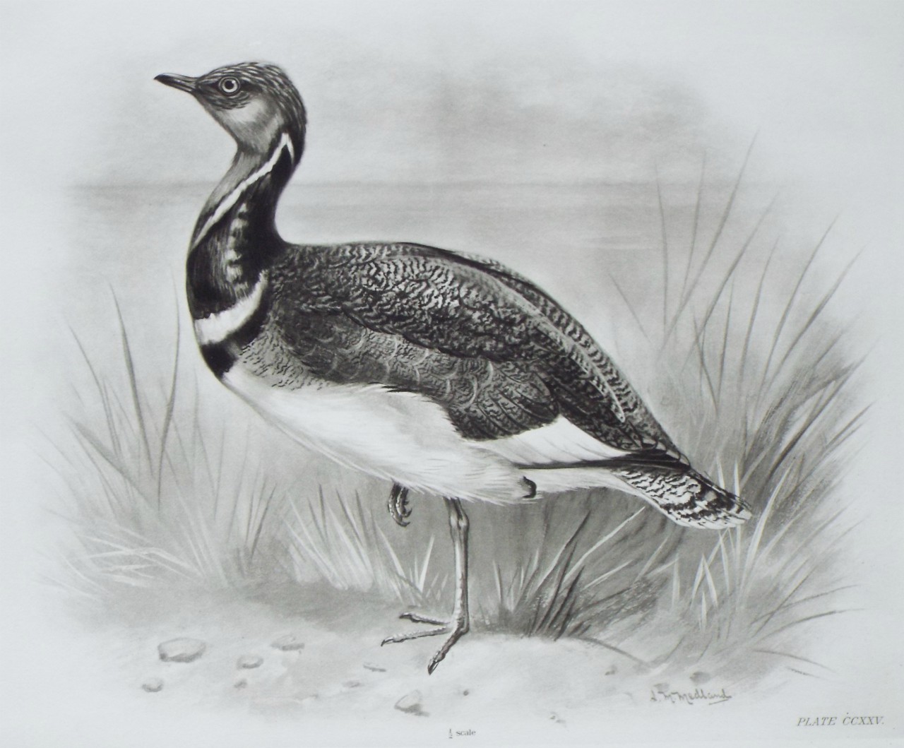 Gravure - Bustard