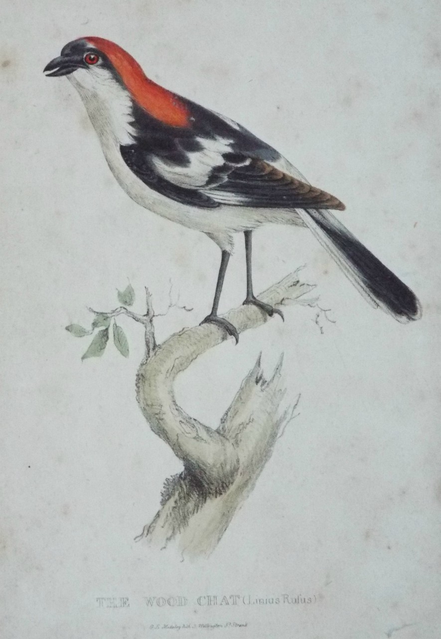 Lithograph - The Wood Chat (Linius Rufus)