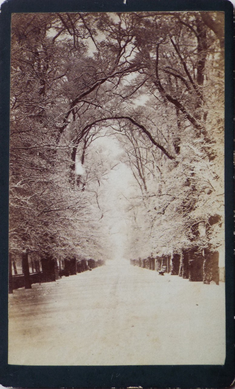 Photograph - Tree lined path in snow