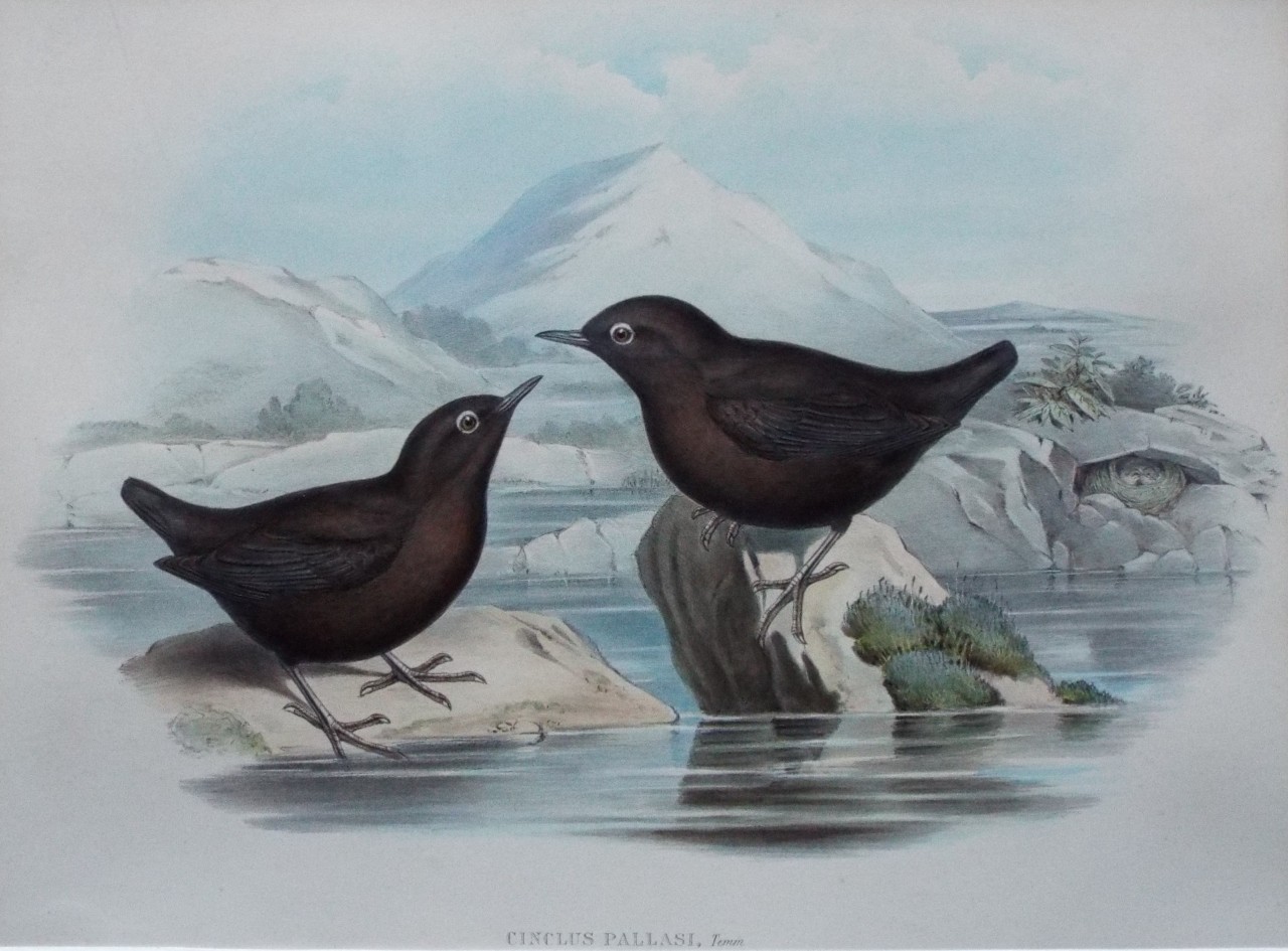 Lithograph - Cinclus Pallasii