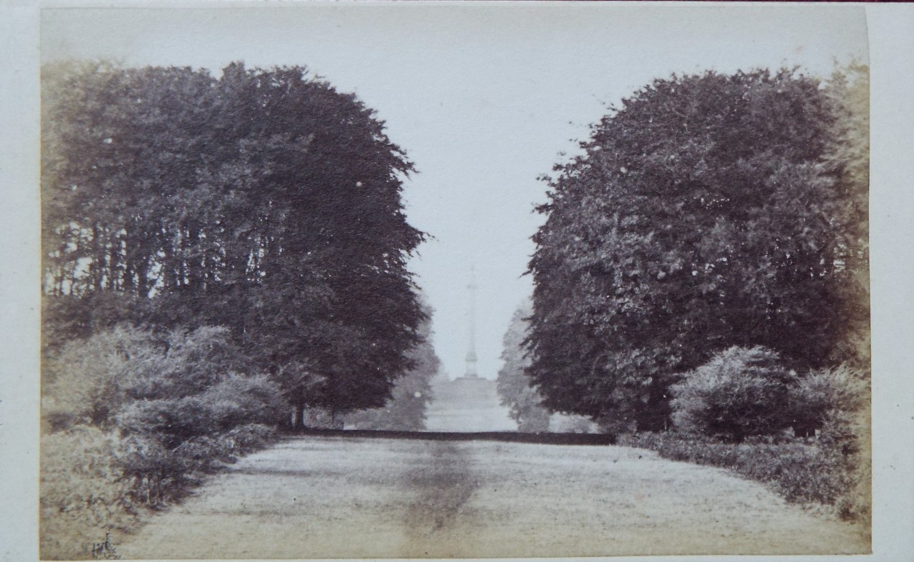 Photograph - Ailesbury Column, Savernake Forest