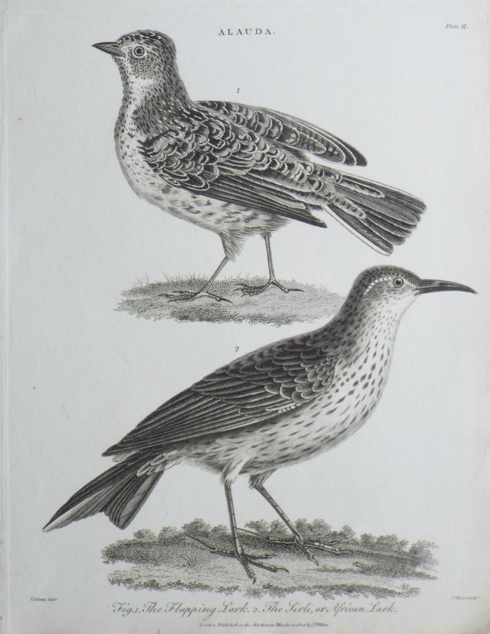 Print - Alauda. Fig.1. The Flapping Lark. 2. The Sirli, or African Lark. - Pass