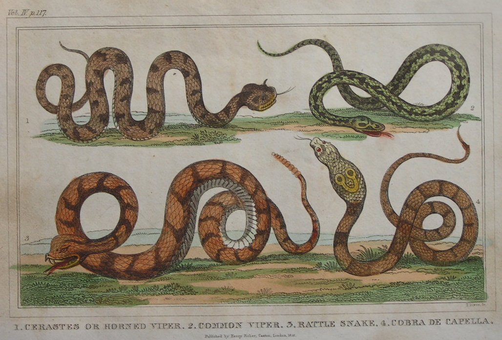 Print - 1. Cerastes or Horned Viper. 2. Common Viper. 3. Rattle Snake. 4. Cobra de Capella. - Dixon