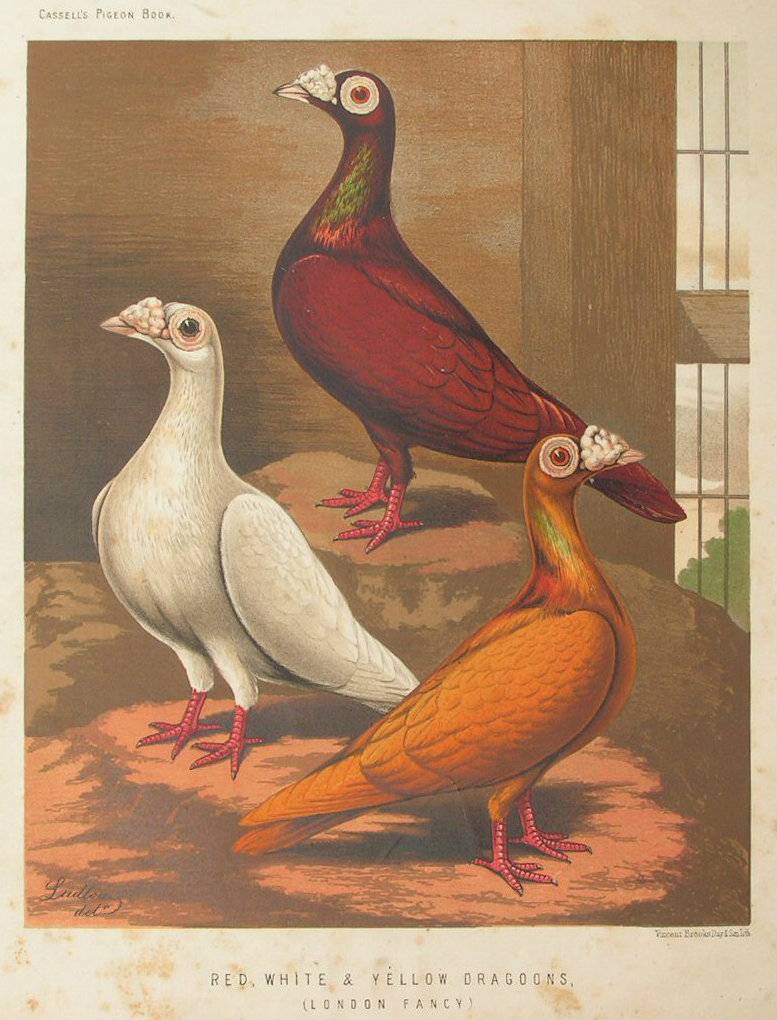 Chromolithograph - Red, White & Yellow Dragoons. (London Fancy)