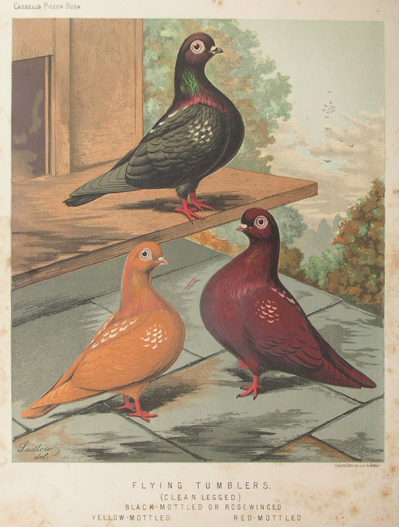 Chromolithograph - Flying Tumblers (Clean Legged) Black-Mottled or Rosewinged, Yellow-Mottled, Red-Mottled