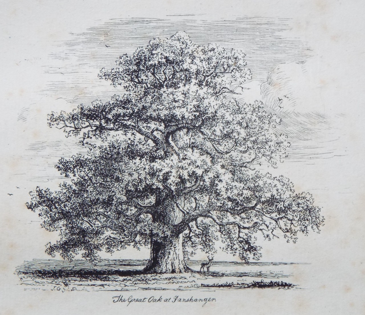Etching - The Great Oak at Panshanger. - Strutt