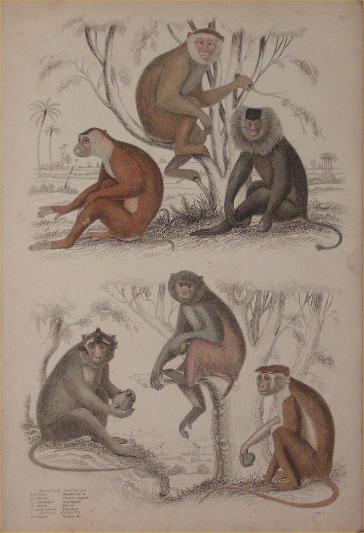 Print - 002D Macacus, Macacos - Milne