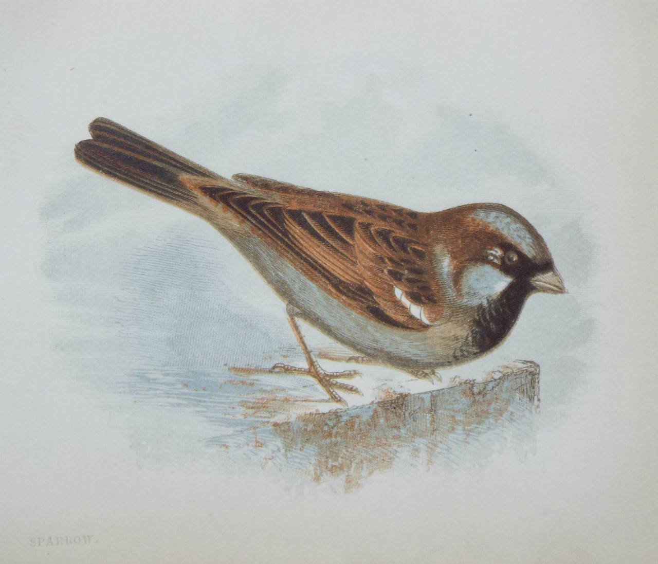 Chromo-lithograph - Sparrow.
