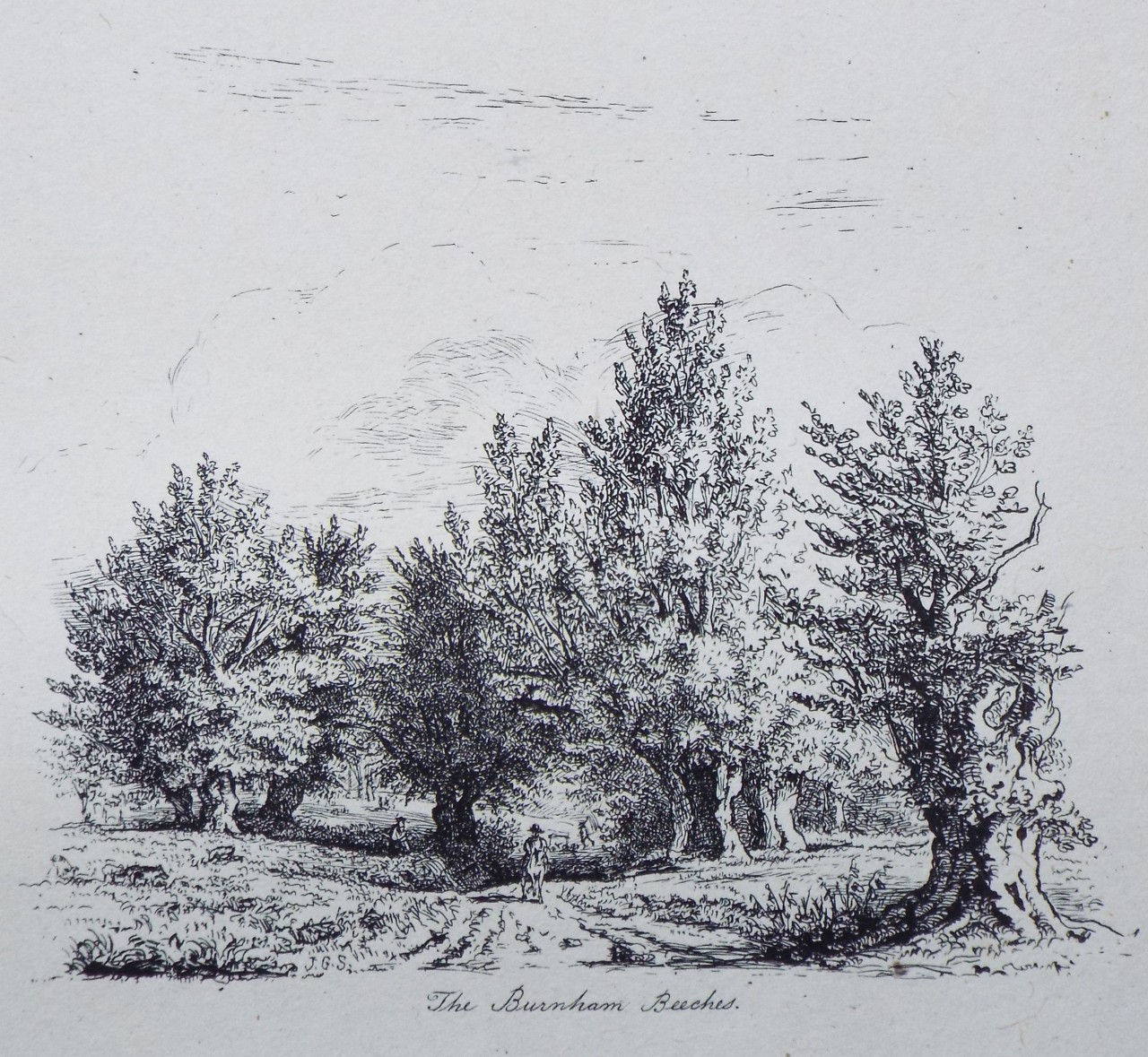 Etching - The Burnham Beeches. - Strutt