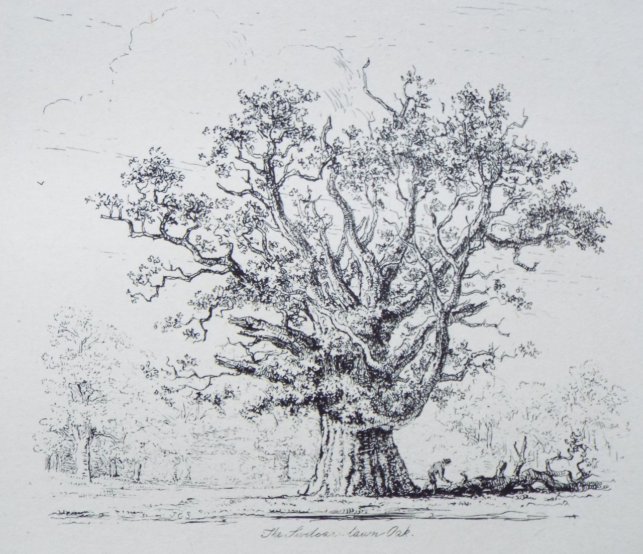 Etching - The Swilcar Lawn Oak. - Strutt