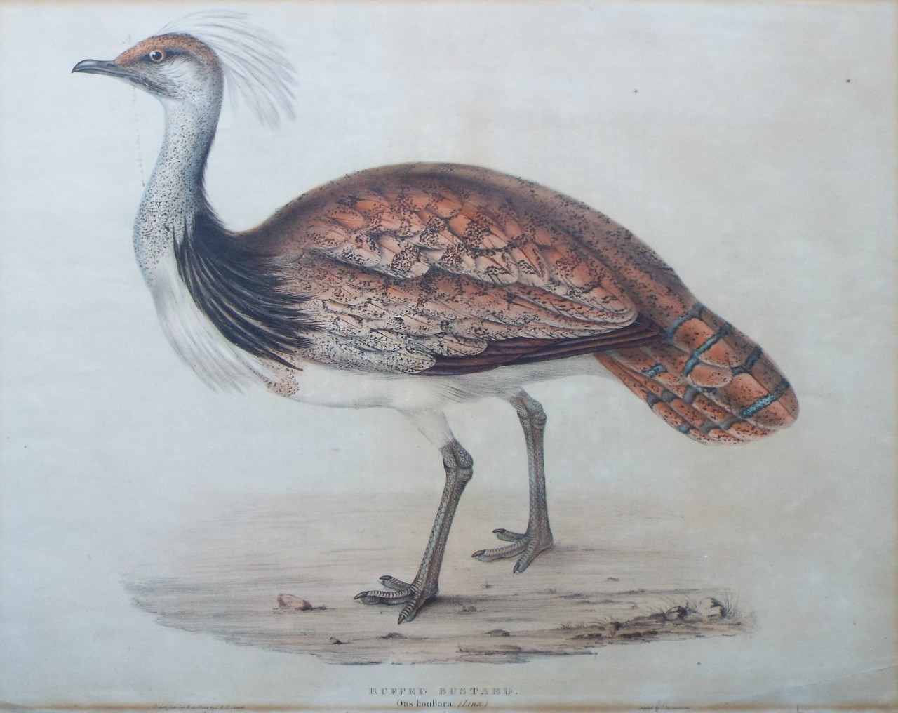 Lithograph - Ruffed Bustard. Otis houbara; (Linn.)