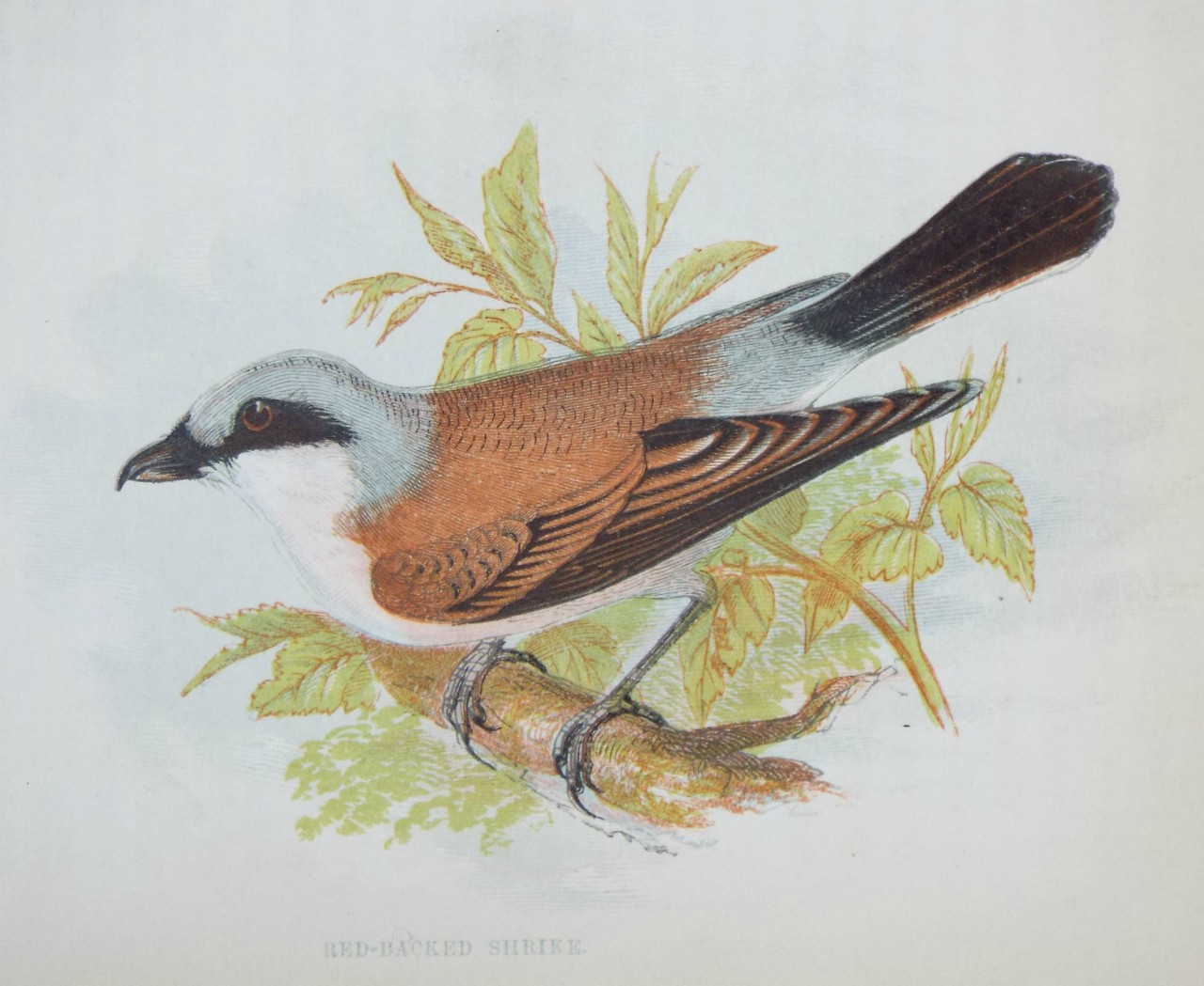 Chromo-lithograph - Red-backed Shrike.