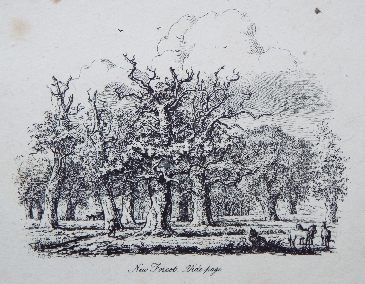 Etching - New Forest - Strutt