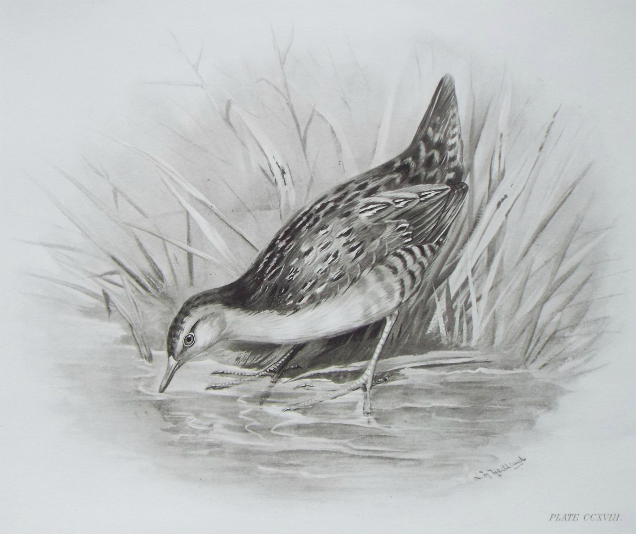 Gravure - Water Rail ??