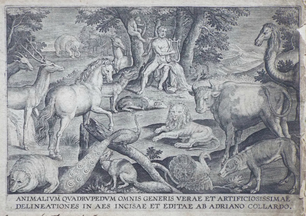 Print - Title: Animalium Quadrupedum Omnis Generis Verae et Artificiosissimae Delineationes in aes et editae ab Adriano Collardo. - Collaert