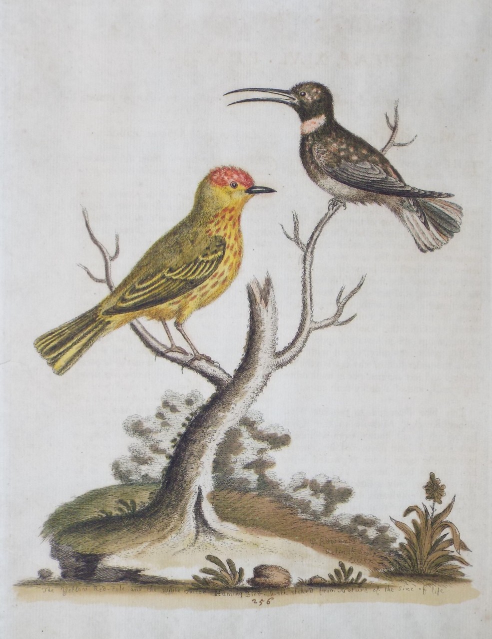 Etching - The Yellow Red-Pole and the white tailed Huming Bird etched from Nature of the size of life - Edwards