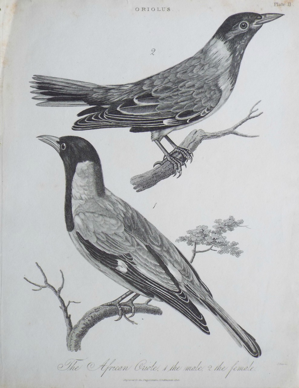 Print - Oriolus. The African Oriole. 1 the male, 2 the female. - Pass