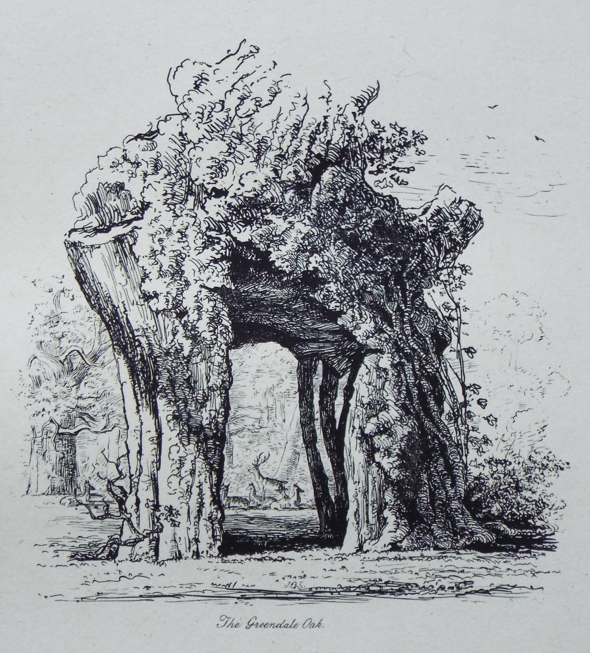 Etching - The Greendale Oak. - Strutt