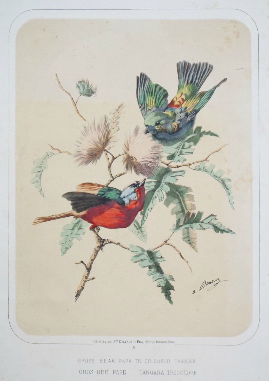 Lithograph - Gross Beak Papa Tri Coloured Tanager. Gros-bec Pape Tangara Tricolore.