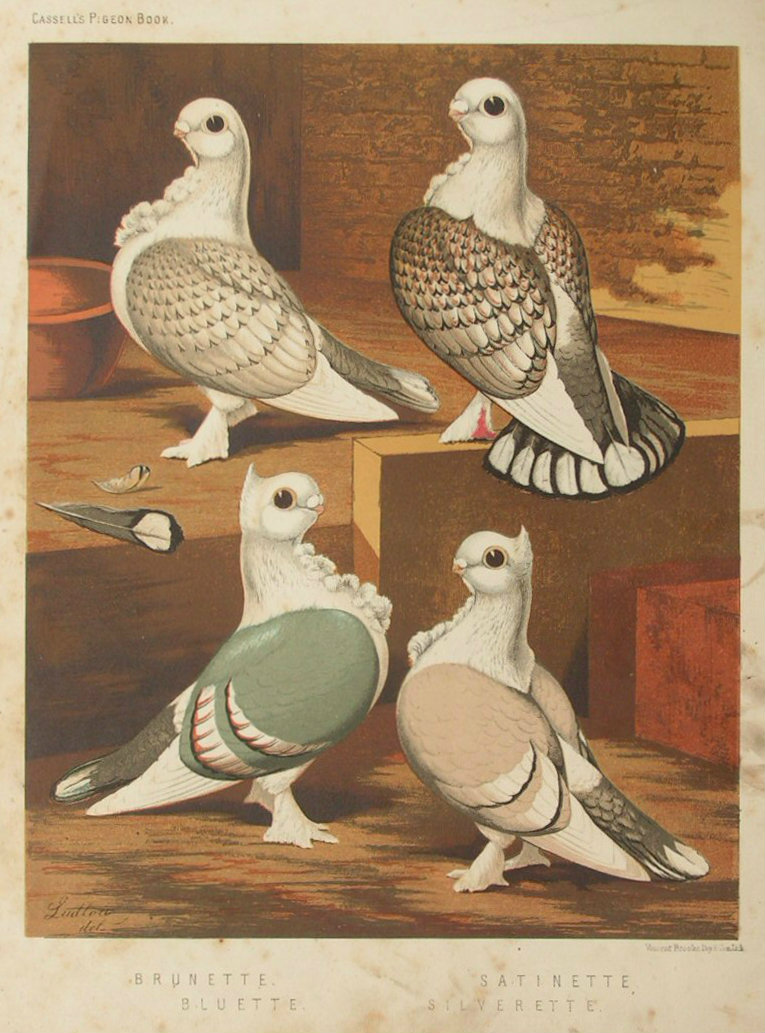 Chromolithograph - Brunette, Satinette, Bluette, Sliverette