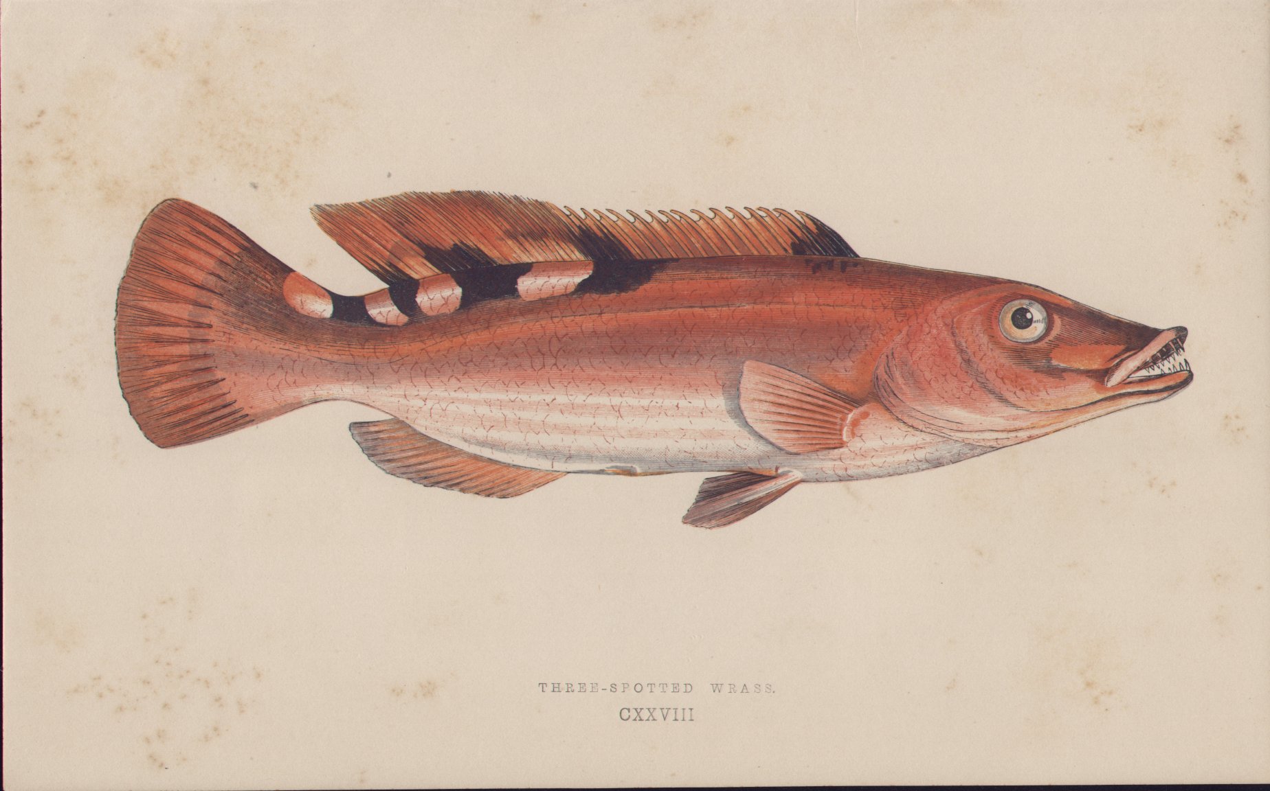 Chromolithograph - 128 Three-spotted Wrass. CXXVIII - Fawcett