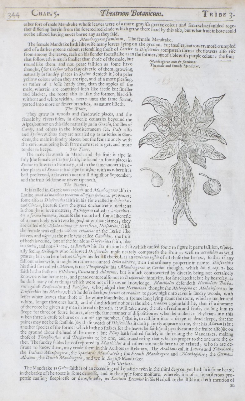 Woodcut - Mandragoras Mas & feminens. Tha male and female Mandrake.