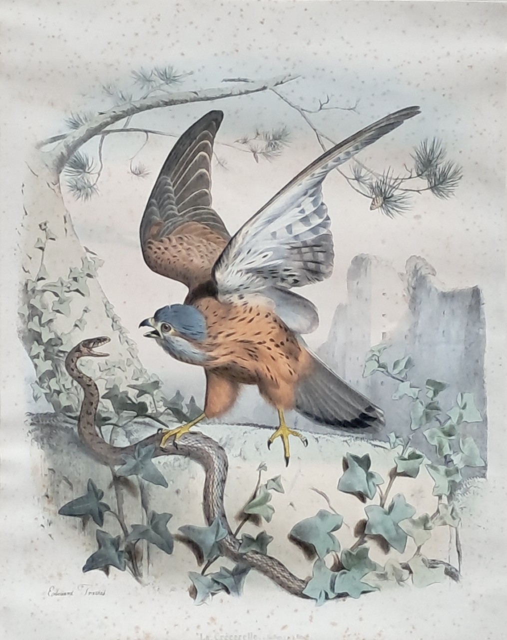 Lithograph - La Crecerelle. ( Buffon ) 2/3 nature - Travies