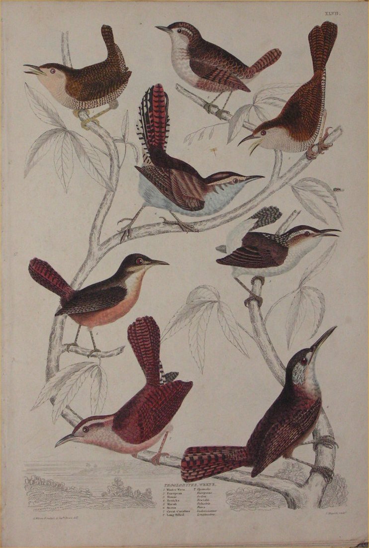 Print - 047 Troglodytes, Wrens - Milne