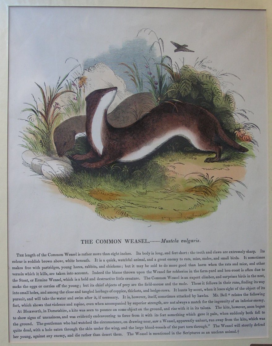 Wood - The Common Weasel. - Mustela vulgaris.