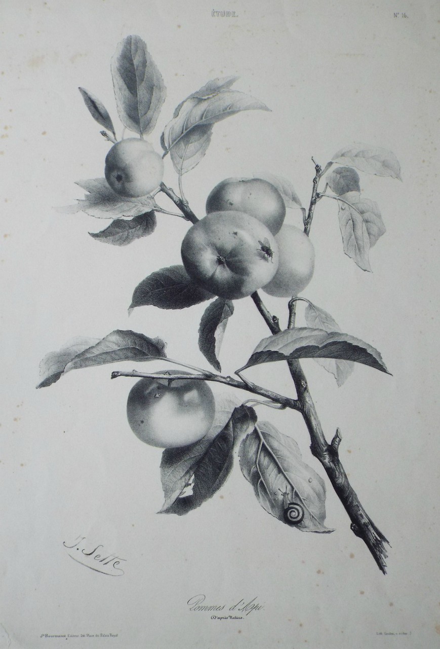 Lithograph - Etude. Pommes d'Api. D'Apres Nature. - Sette