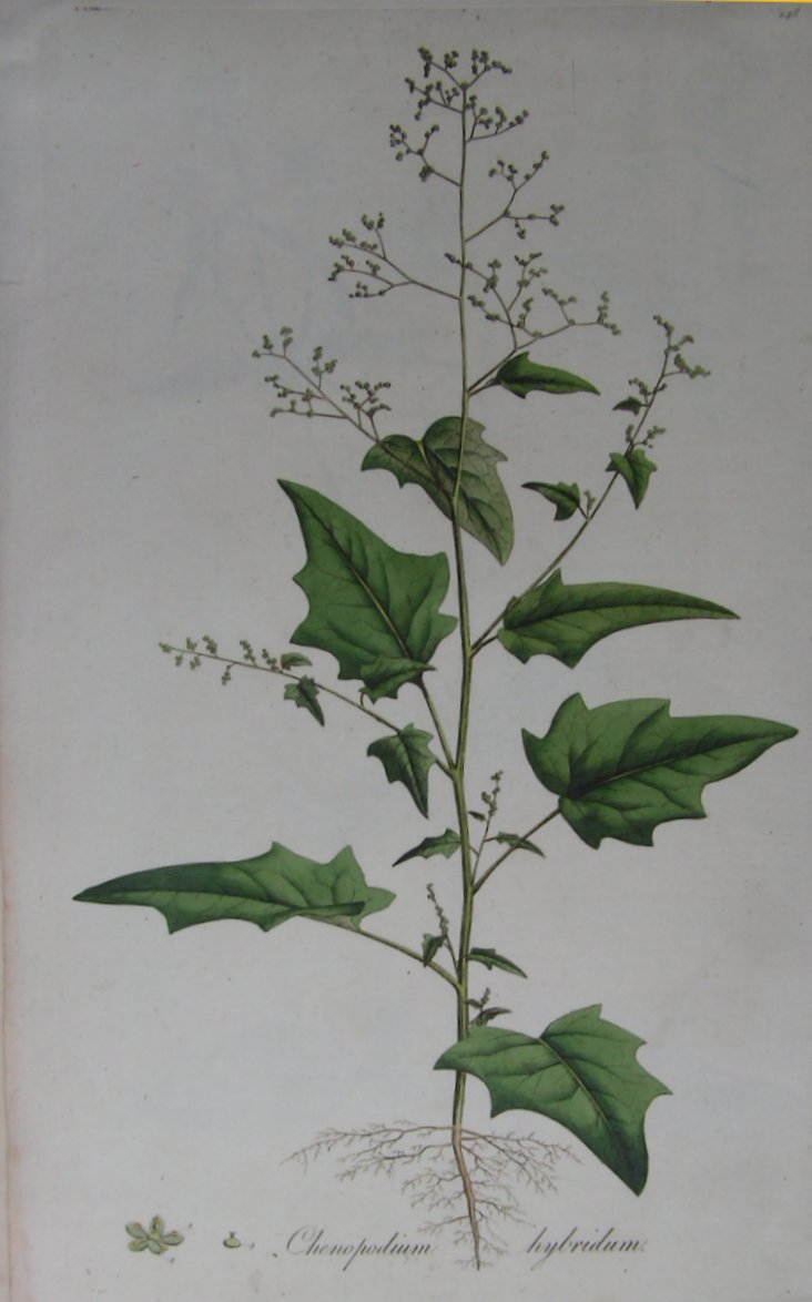 Print - Chenopodium hybridum