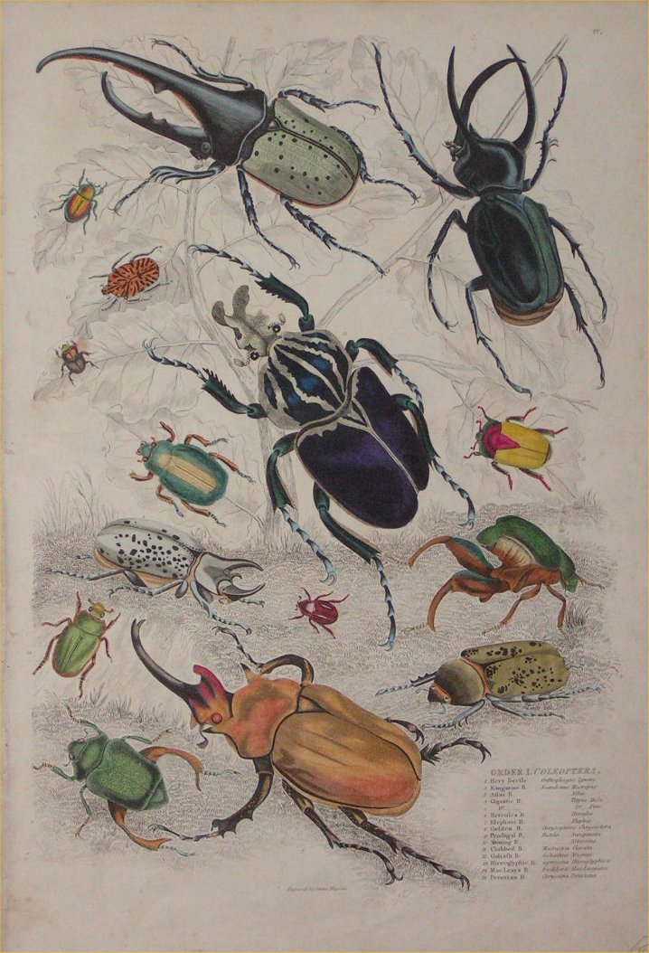 Print - 004 Order I. Coleoptera - Milne