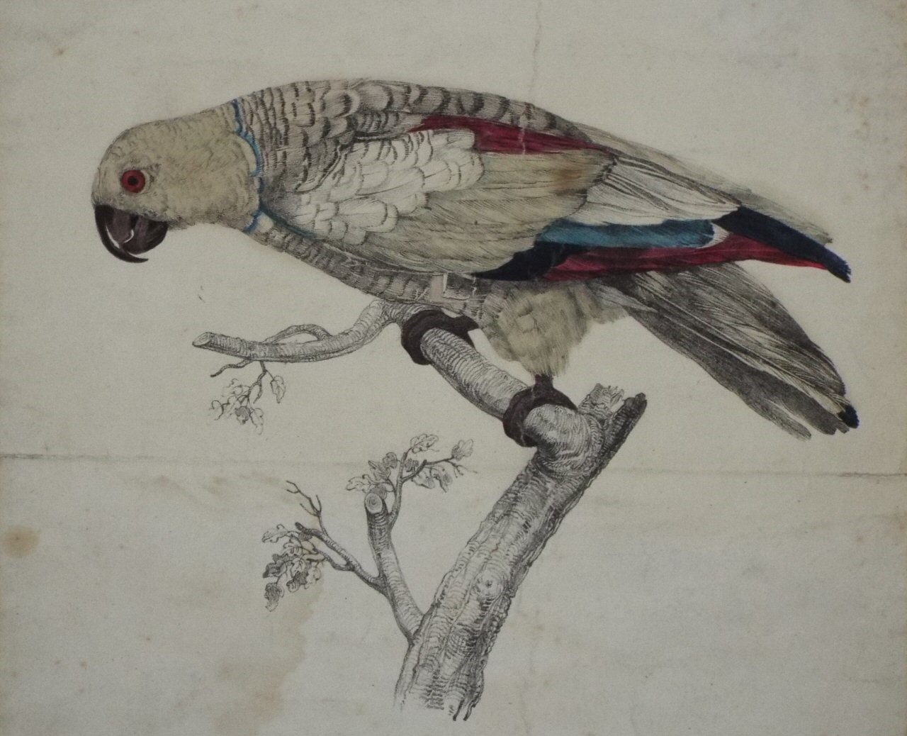 Ink & watercolour - Parrot