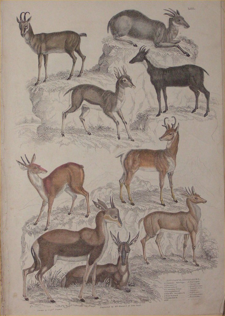 Print - 053 Antilope, Antelopes - Milne