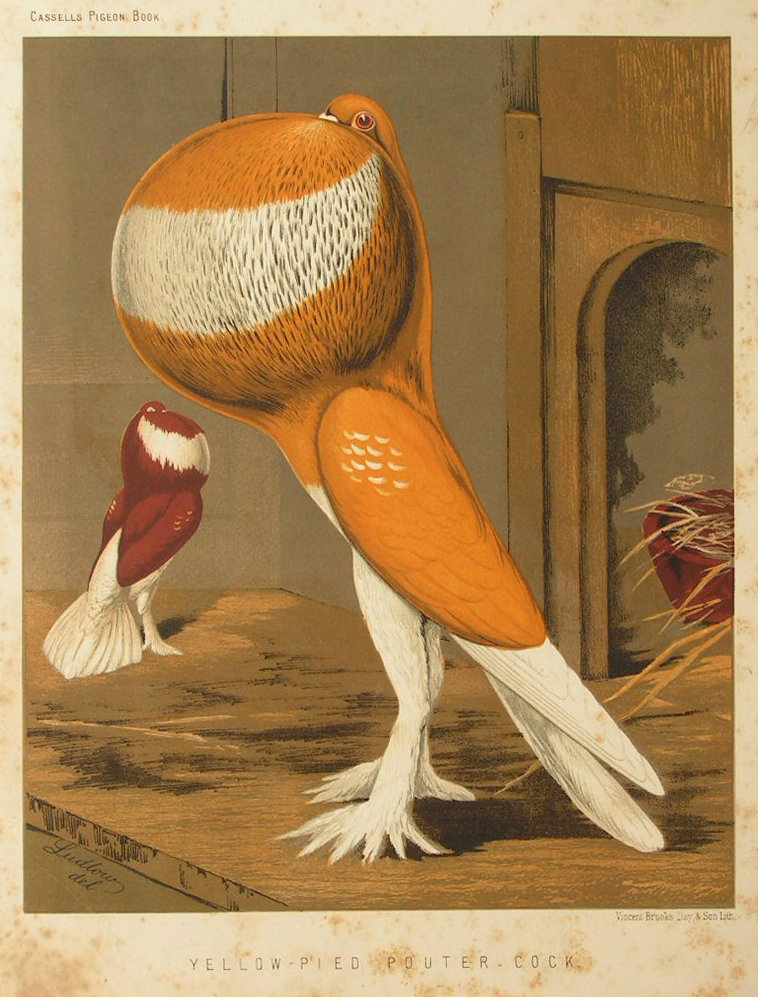 Chromolithograph - Yellow-Pied Pouter-Cock