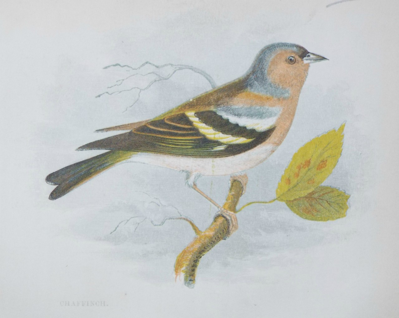 Chromo-lithograph - Chaffinch.