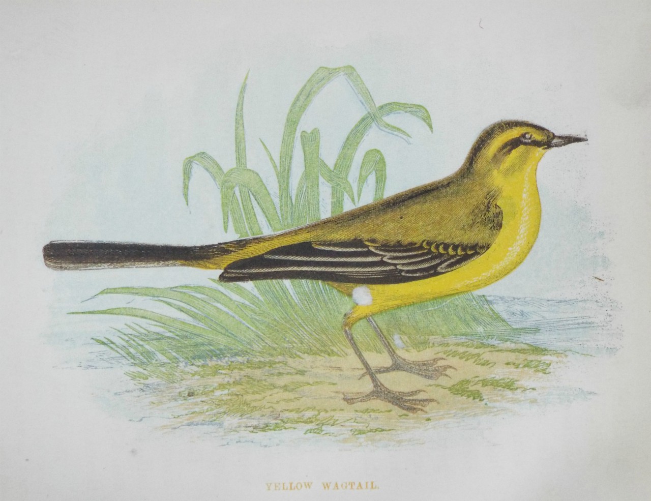 Chromo-lithograph - Yellow Wagtail.