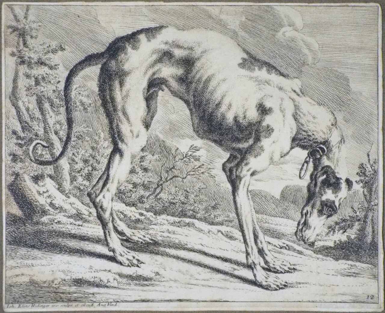Etching - A Greyhound - Ridinger