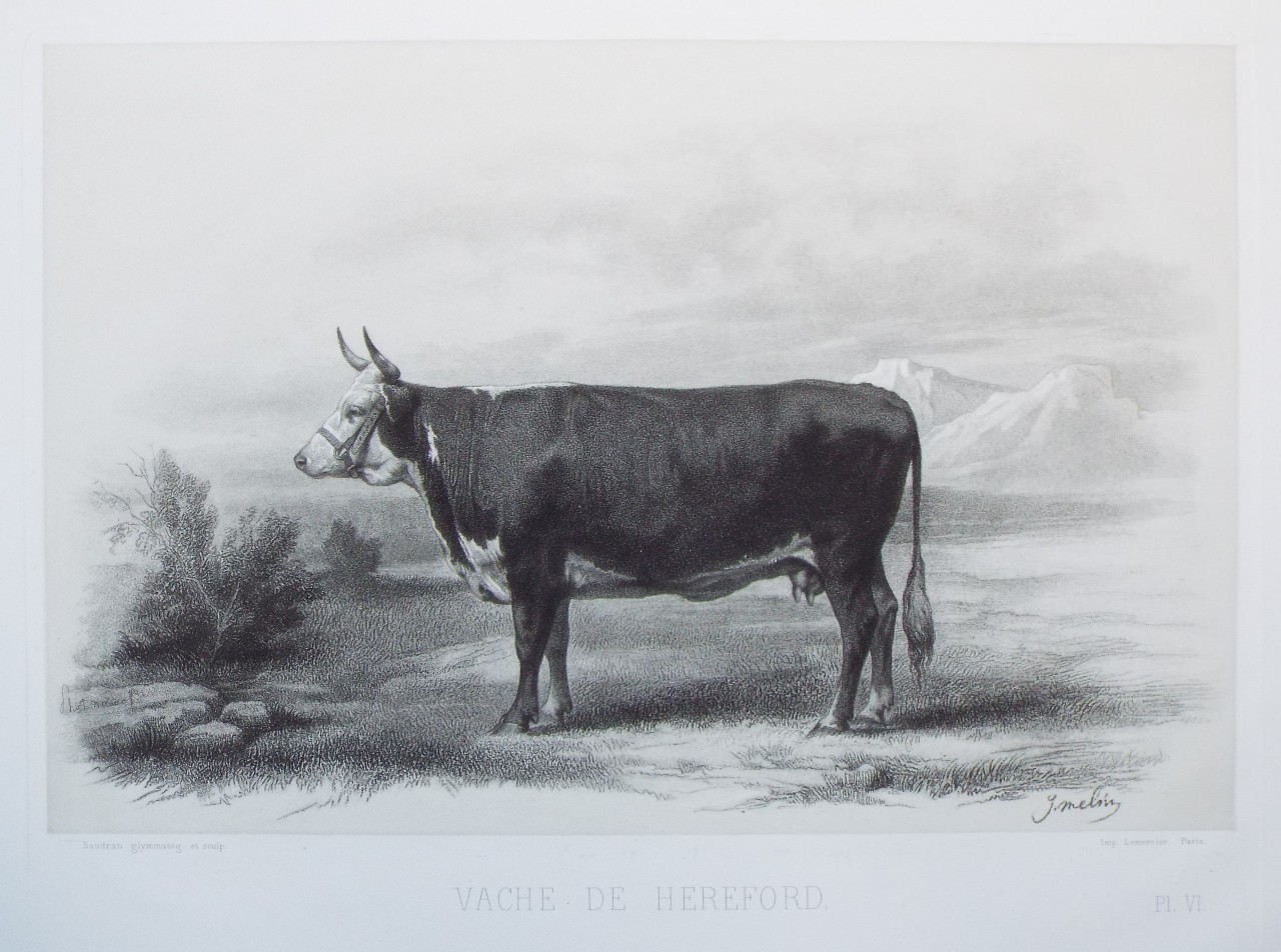 Heliogravure - Vache de Hereford.