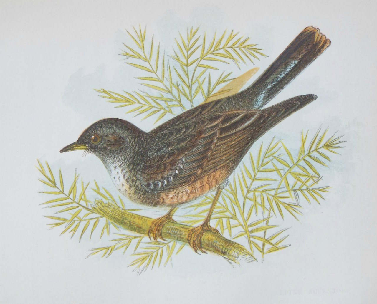 Chromo-lithograph - Alpine Ascentor.