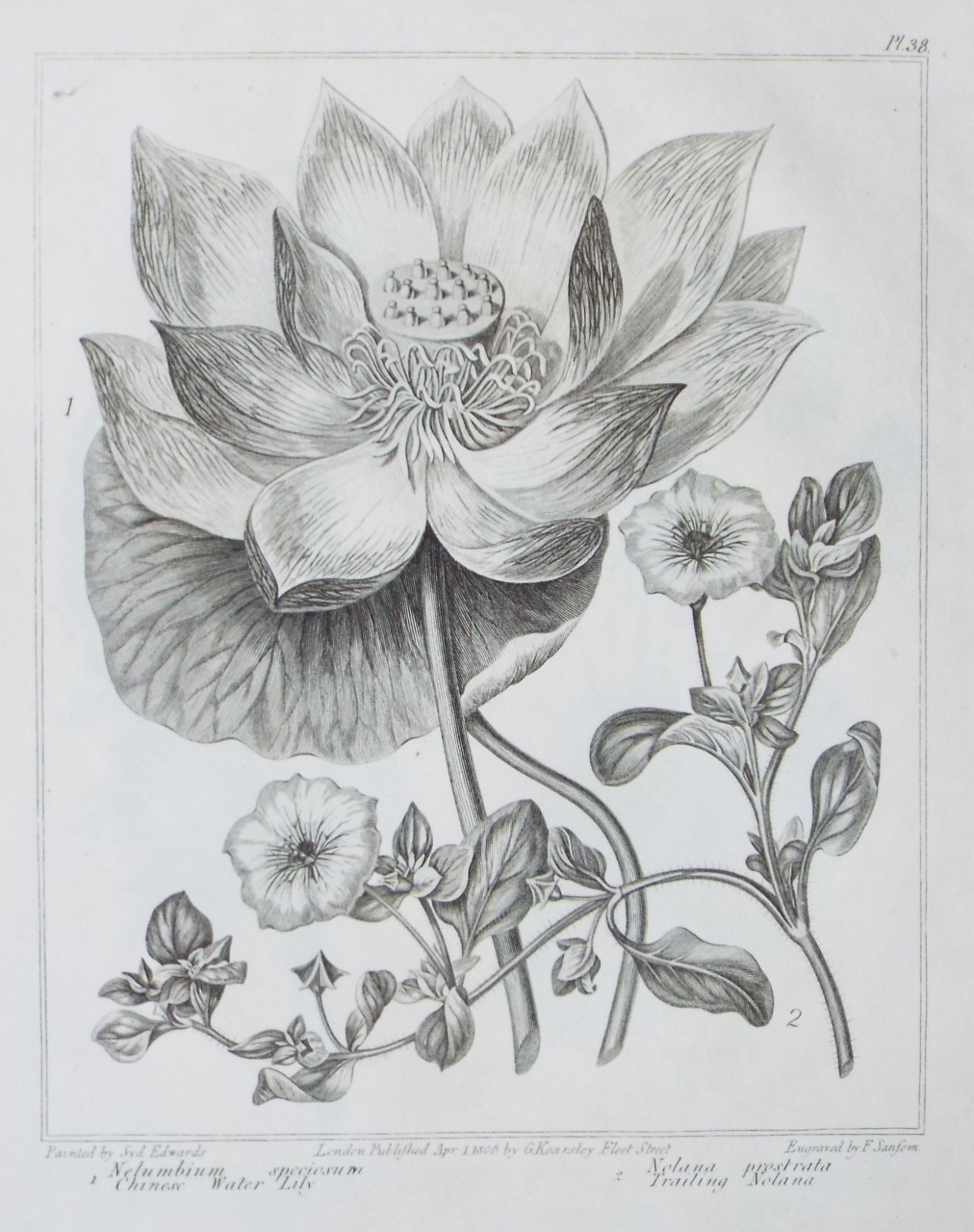 Print - 1 Nelumbium speciosum Chinese Water Lily | 2 Nolana prostrata Trailing Nolana - Sansom