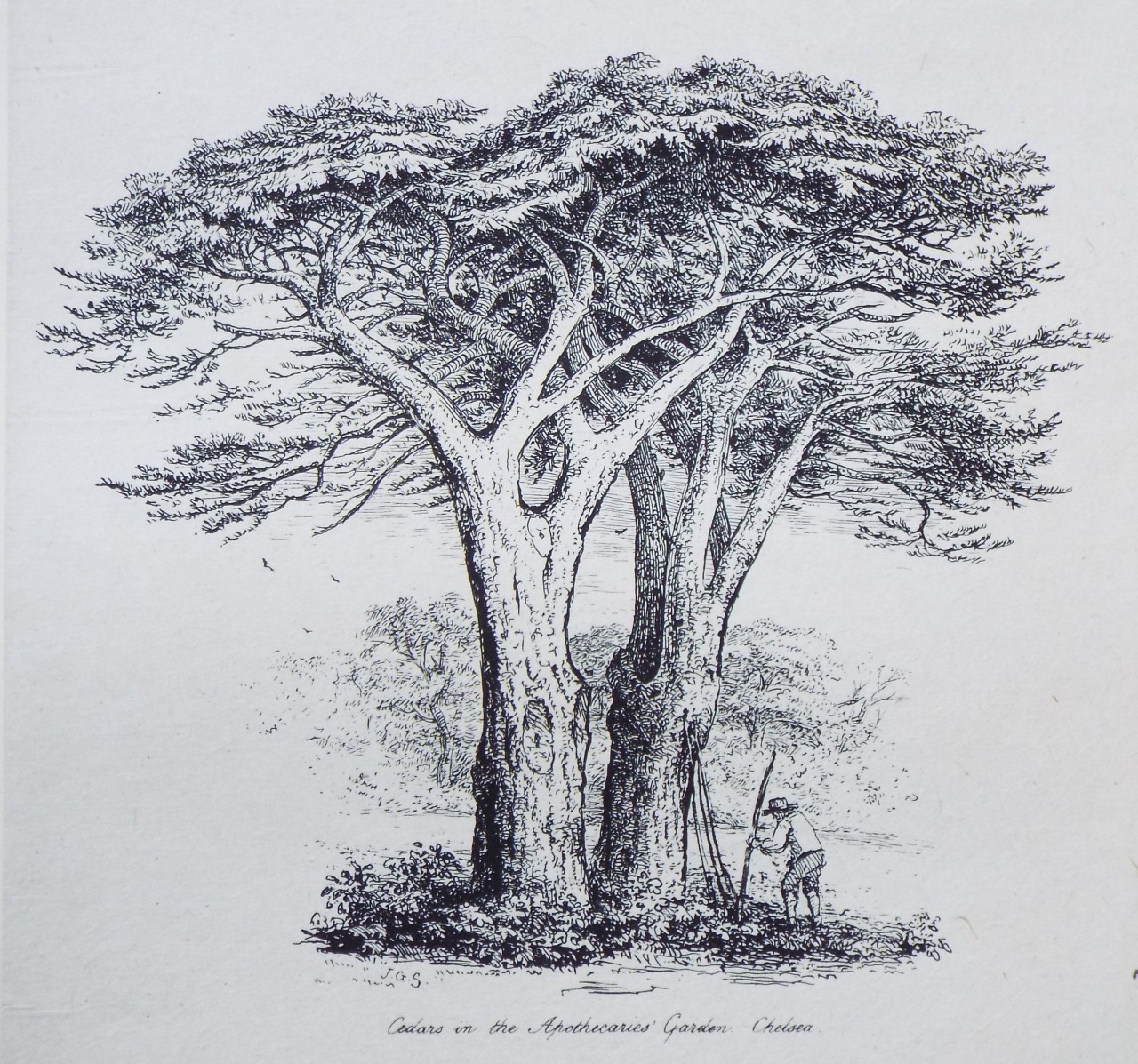 Etching - Cedars in the Apothecaries' Garden Chelsea. - Strutt