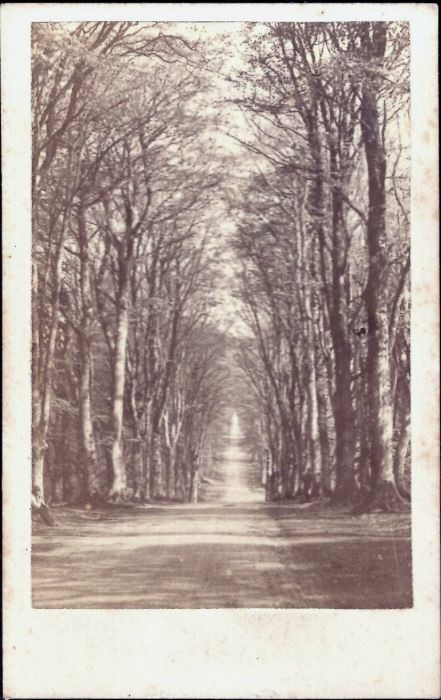 Photograph - Grand Avenue, Savernake Forest